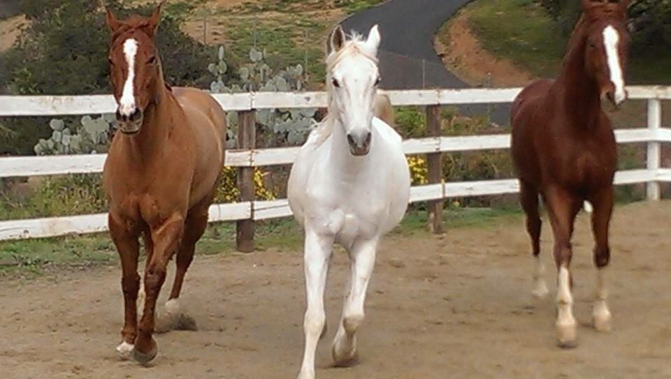 Private horse barn looking for experienced barn manager