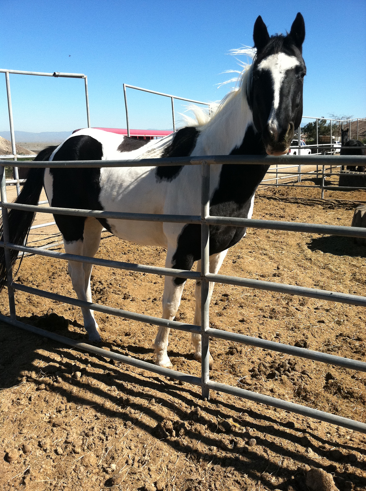 Wonderful, calm sweet 12 yr paint gelding needs new pasture home.