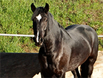 CCR Farms