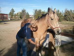 Equine Sports Massage Therapy, Alyssa Stevens B.S. & E.S.M.T.