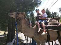 Giddy Up Camel ride, pony ride & zoo