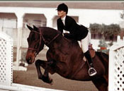 Sandie Springer Stables, Lessons / Boarding / Training / Horse Leasing / Horse Shows / Domestic and international horse sales
