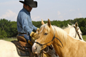 Stevens Natural Horsemanship