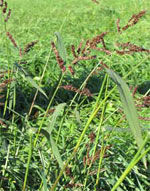 Quality Organic Midwestern Hays - Grasses and Legumes available in Southern California