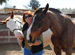 Horse Lover's Haven