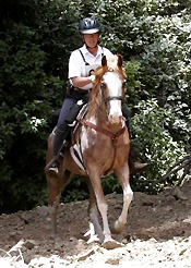 Strand Training Center is a Recreational Trail barn with full horse Care services established in 1998 at Peacock Hill Equestrian Center (under new management) inside Irvine Regional Park in Orange CA