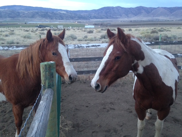 Worthy Soles Horse Retirement