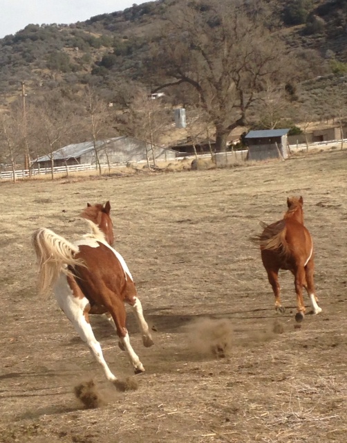 Worthy Soles Horse Retirement