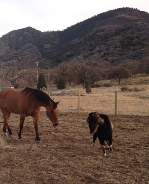 Worthy Soles Horse Retirement