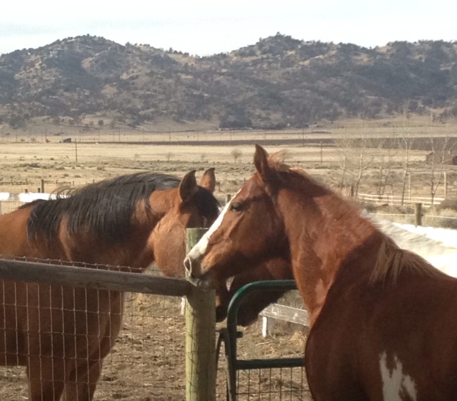 Worthy Soles Horse Retirement