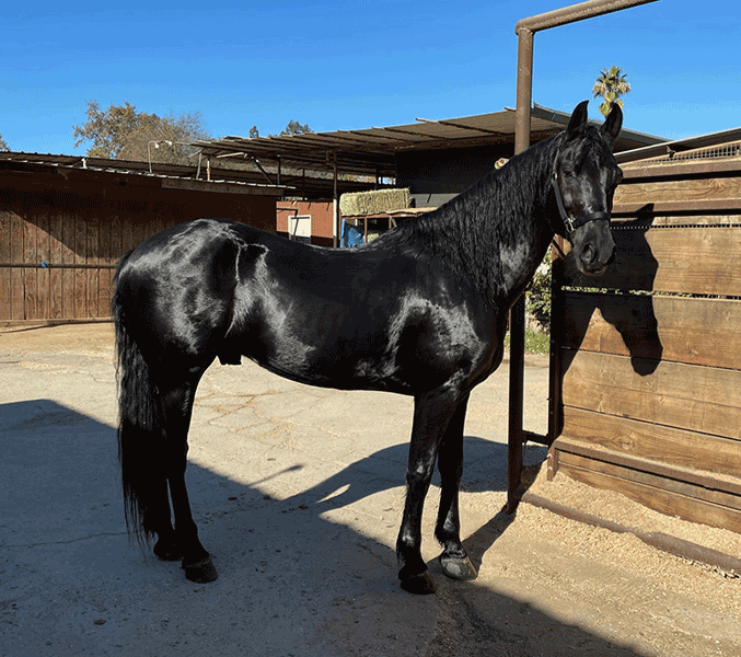 Horse for Lease located by LAEC.