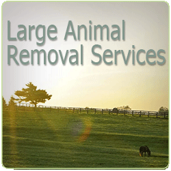 Large Animal Removal  Serving North County San Diego and Riverside County California