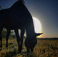 Rising Moon Horse Retirement - Tehachapi, California