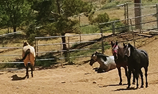 Acton, CA Private Ranch - Full service specialized for retired horses and medical layups