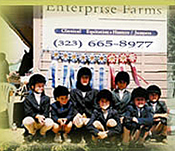 Enterprise Farms ~ Pony Club